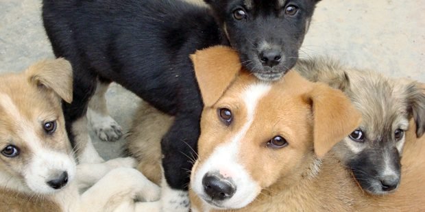 servicio castración