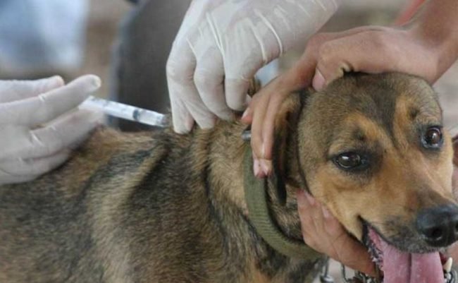 Vacunas-antirrábica-2