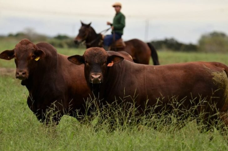 Los gobiernos nacional y provincial convocan a productores para proyectos de inversión en micropymes Los gobiernos nacional y provincial convocan a productores para proyectos de inversión en micropymes